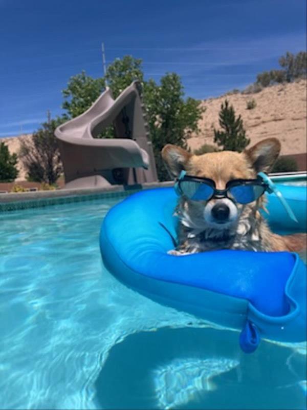 /Images/uploads/Albuquerque Publishing Company/abqjournalpetcontest_finalround2023/entries/25607thumb.jpg